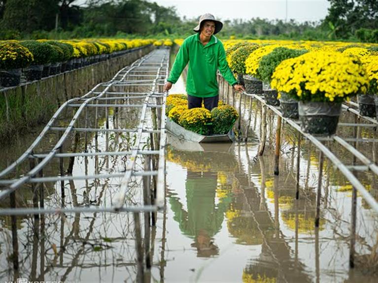 Century - Old Village In Mekong Delta Blooms As Tet Draws Near