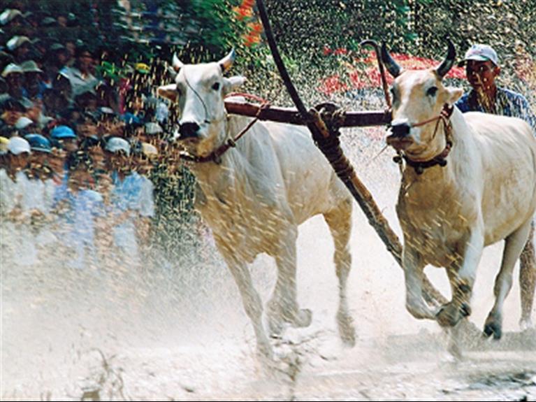 CHAU DOC - AN GIANG - SEVEN MOUNTAINS BULL RACING FESTIVAL 2026