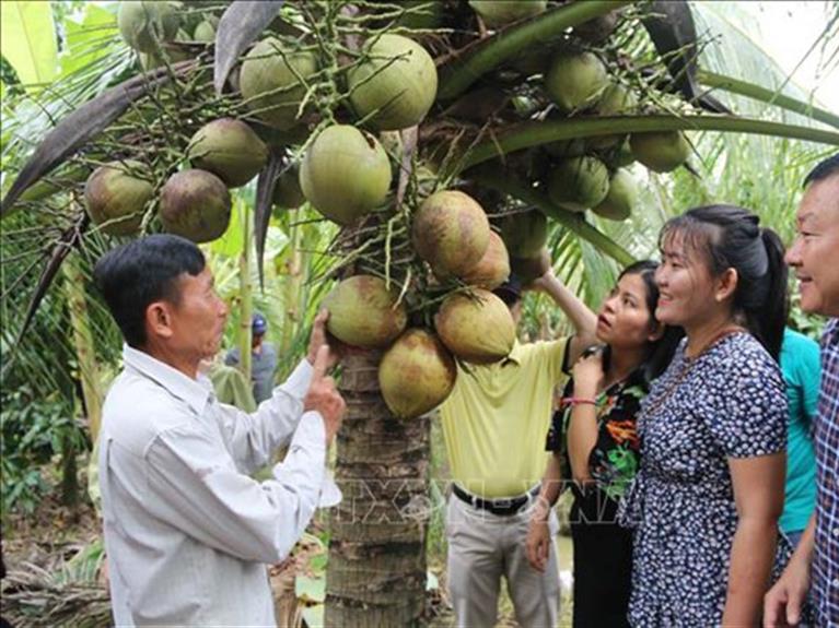 TRĂM NĂM NGUỒN CỘI DỪA SÁP 