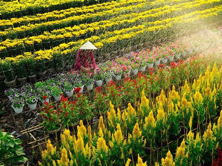 FESTIVAL HOA SA ĐÉC 2026 - LÀNG HOA SA ĐÉC 