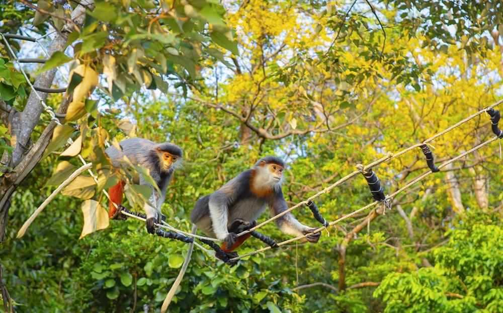 Monkey mountain Da Nang - Have you tried?
